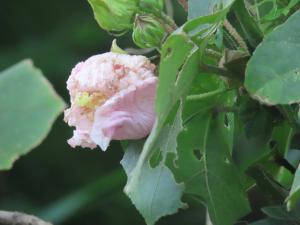 牧野氏山芙蓉