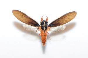 紅腳黑翅蟬_Scieroptera formosana