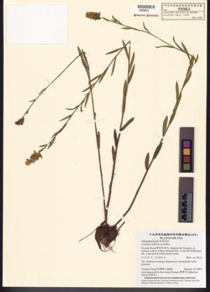 Ludwigia suffruticosa Walter_標本_BRCM 7806