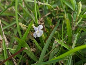 泥花草