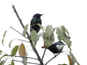 亞洲輝椋鳥