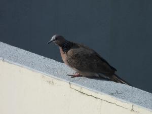 珠頸斑鳩