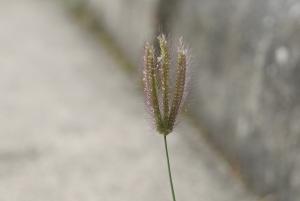 虎尾草、刺虎尾草、孟仁草