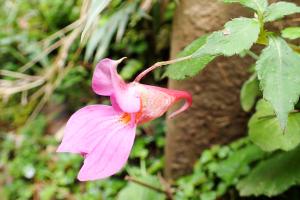 紫花鳳仙花