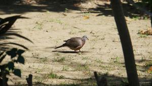 珠頸斑鳩