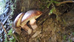 Suillus luteus(褐環乳牛肝菌)