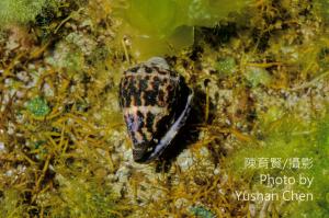 小斑芋螺 
