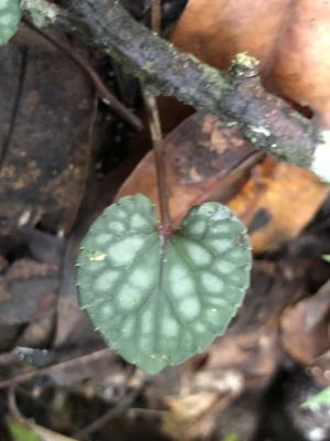 台灣菫菜