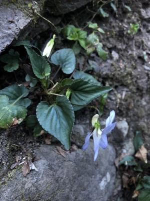 翠峰菫菜