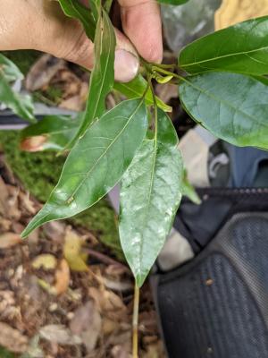 高山新木薑子