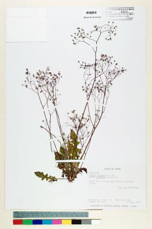 Youngia japonica (L.) DC. subsp. monticola Koh Nakam. & C.I Peng_標本_BRCM 5493