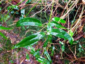 阿里山菝契