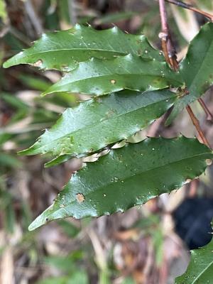 刺葉桂櫻