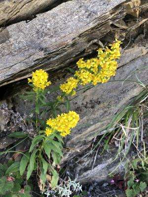 一枝黄花 (金鎖 野黄菊)