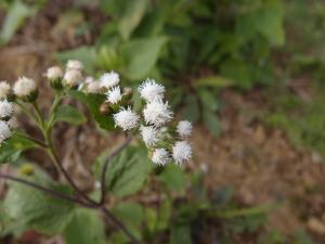 勝紅薊 (藿香薊)