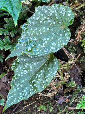 水鴨腳秋海棠