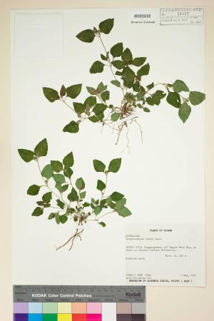 Calyptocarpus vialis Less._標本_BRCM 5019