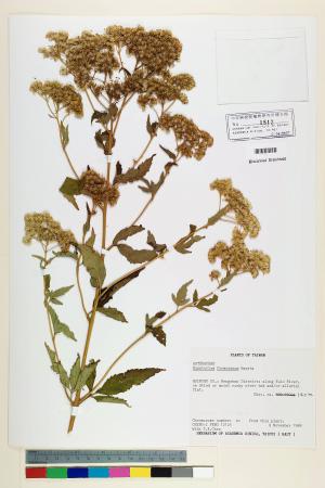 Eupatorium formosanum Hayata_標本_BRCM 5731