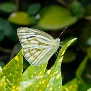 黑脈園粉蝶 (黑脈粉蝶)