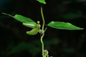 絨毛芙蓉蘭