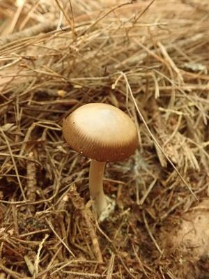 Amanita sp.4(亮圈鵝膏)