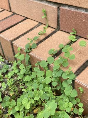 荷蓮豆草