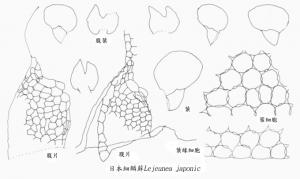 日本細鱗蘚