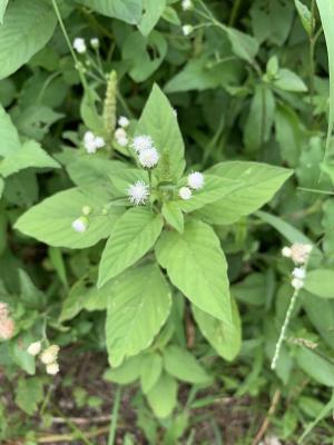 勝紅薊 (藿香薊)