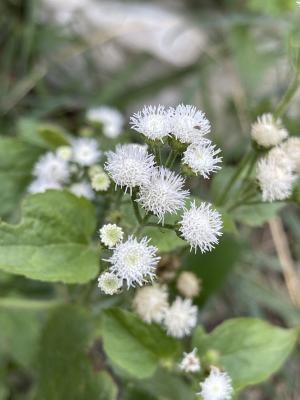 勝紅薊 (藿香薊)