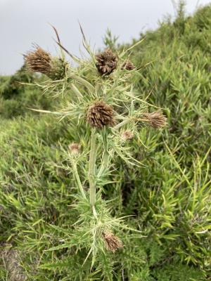 阿里山薊