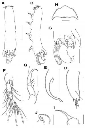 Xarifia insolita_雌.jpg