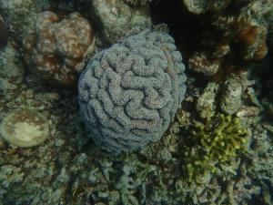 蓮形合葉珊瑚
