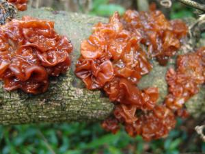 Tremella foliacea(茶色銀耳)