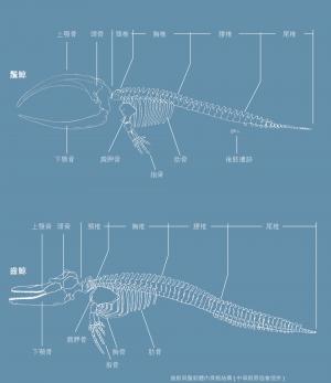 齒鯨與鬚鯨體內骨骼結構