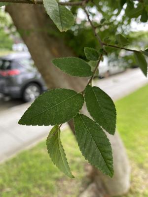 紅雞油