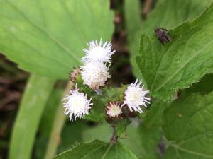 勝紅薊 (藿香薊)