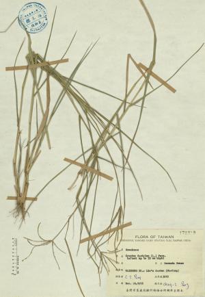 Cynodon dactylon (L.) Pers._標本_BRCM 4167