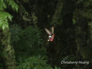 大紅紋鳳蝶