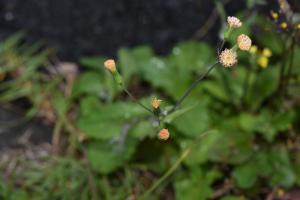 粉黃纓絨花