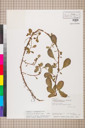 Ludwigia ×taiwanensis C.I Peng_標本_BRCM 3618