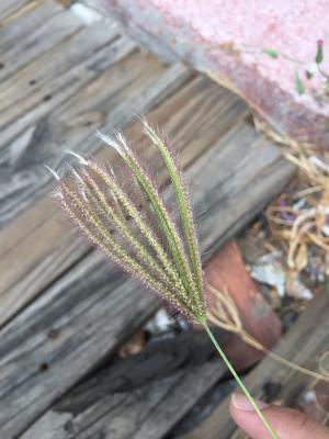 虎尾草、刺虎尾草、孟仁草