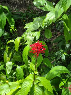 紅樓花