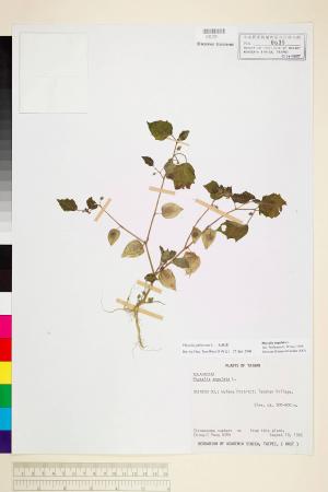 Physalis pubescens L._標本_BRCM 6008