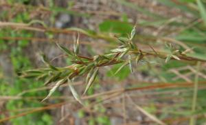 野香茅（海南植物志）