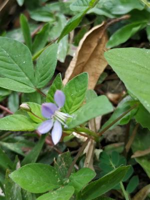 皺子白花菜