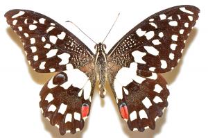 無尾鳳蝶 Papilio demoleus