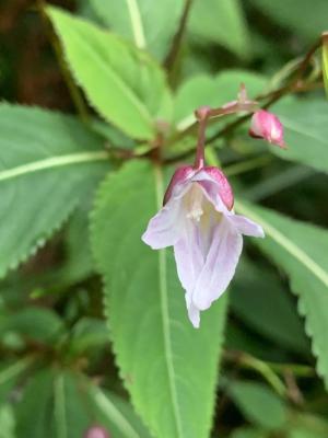 棣慕華鳳仙花