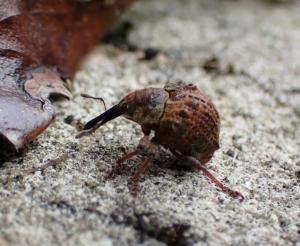 Sternechosomus octotuberculatus