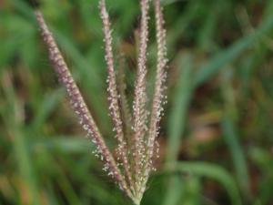 虎尾草、刺虎尾草、孟仁草