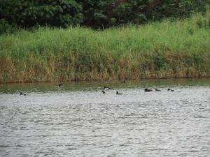 鳳頭潛鴨